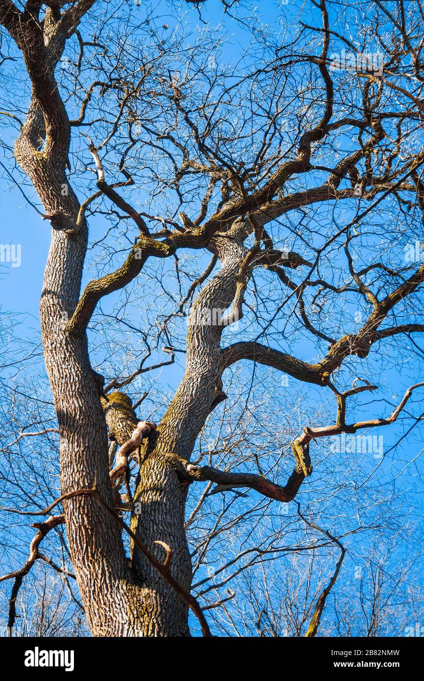 Große alte Eiche ohne Laub vor blauem Himmelshintergrund im Frühjahr Stockfoto