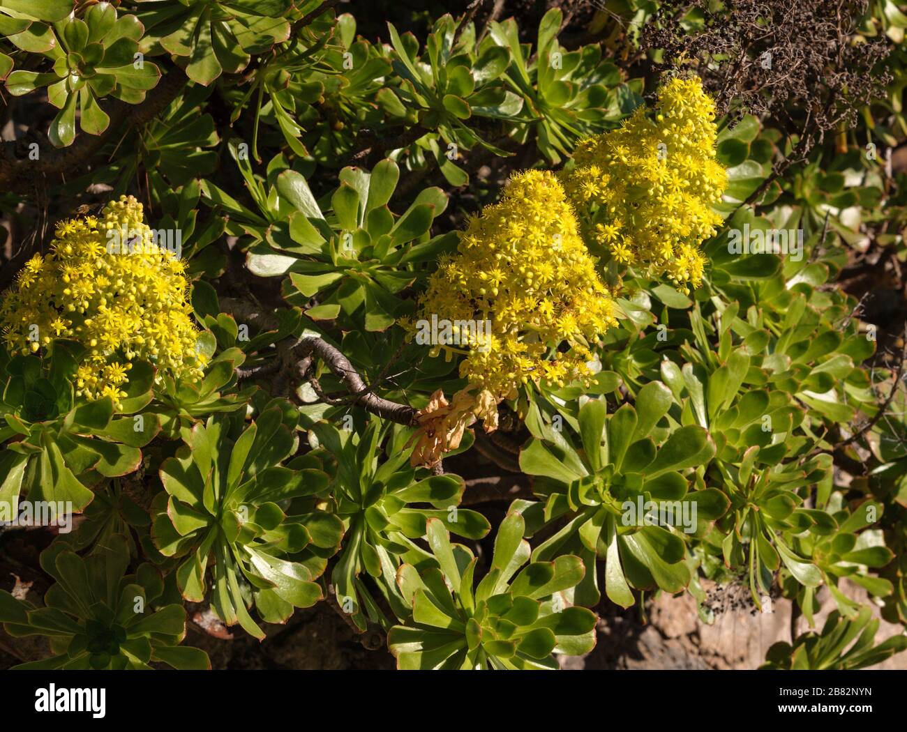 Aeonium arboreum ssp. Holochrysum Stockfotografie Alamy