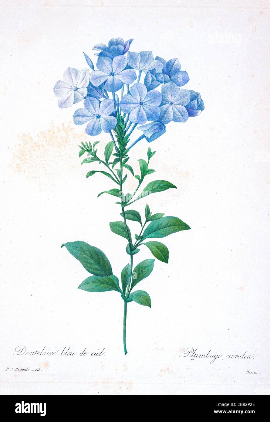 Handbemalte Gravurgravur aus dem 19. Jahrhundert illustriert eine Plumbago caerulea, auch bekannt als bleierne Blume, von Pierre-Joseph Redoute. Herausgegeben in Choix des Plus Belles Fleurs, Paris (186). Von Redouté, Pierre Joseph, 1759-1840.; Chapuis, Jean Baptiste.; Ernest Panckoucke.; Langois, Dr.; Bessin, R.; Victor, fl. CA. 1820-1850. Stockfoto