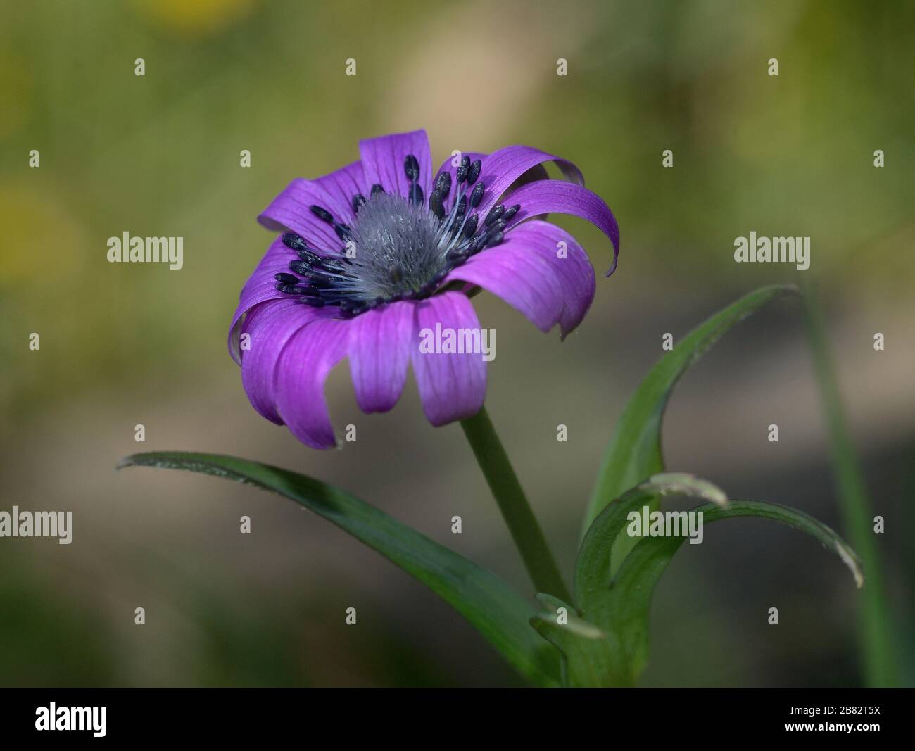 Nahaufnahme der violetten Anemon-Wildblume vor einem grün verschwommenen Hintergrund Stockfoto