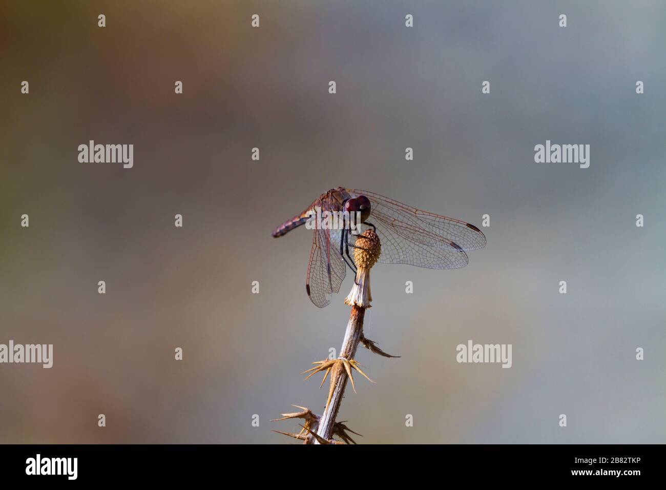 Dragonfly, Sympetrum Sanguineum, auf einem Distelkopf mit geringer Schärfentiefe, Zypern Stockfoto