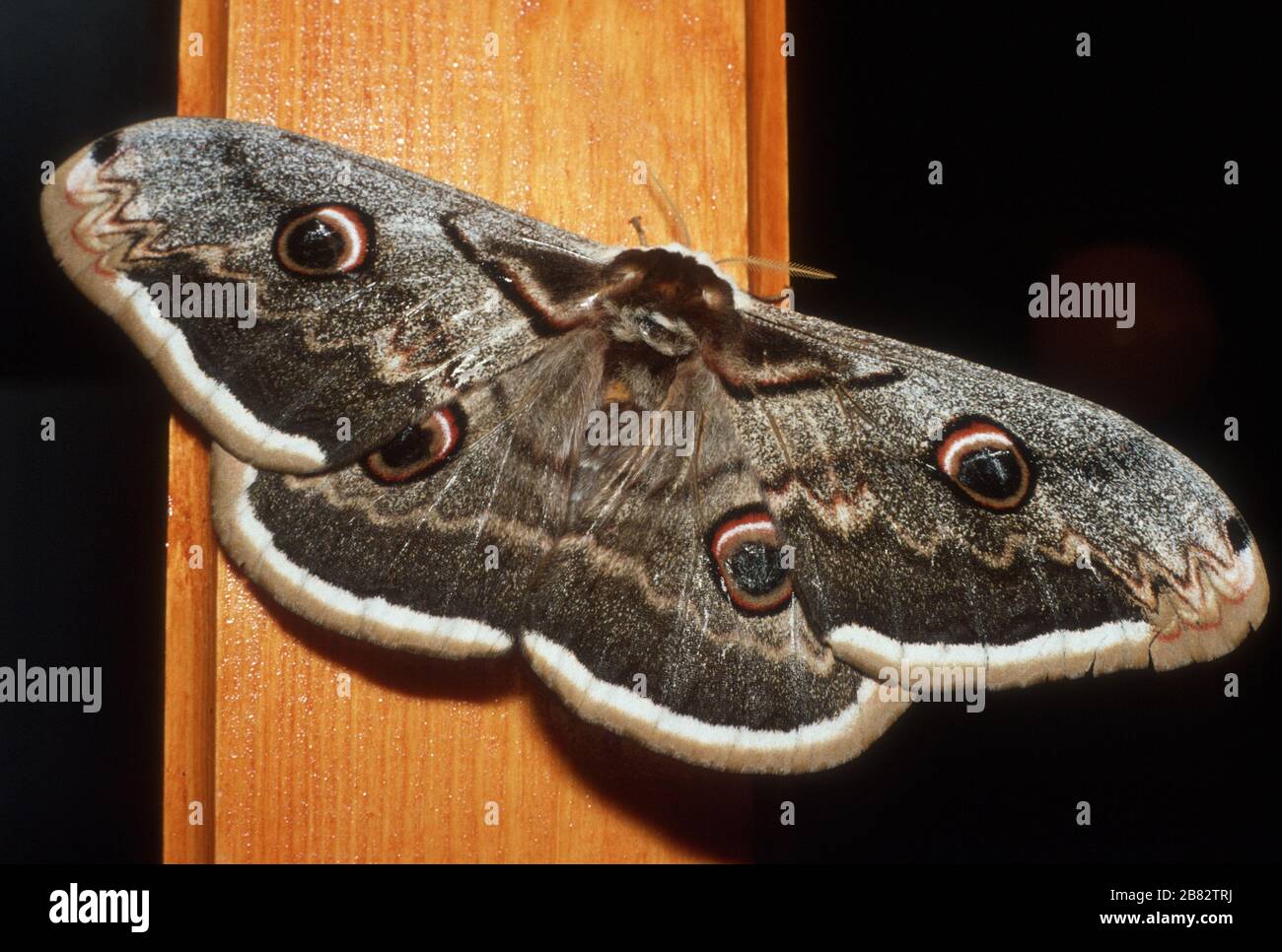 Riesenpfauenmoth (Saturnia pyri) in Lia (Lias), Epirus, Griechenland. Die falschen "Augen" auf den Flügeln können Raubtiere abschrecken. Das ist ein riesiges Insekt - die Holzsäule ist etwa 100 mm breit. Stockfoto