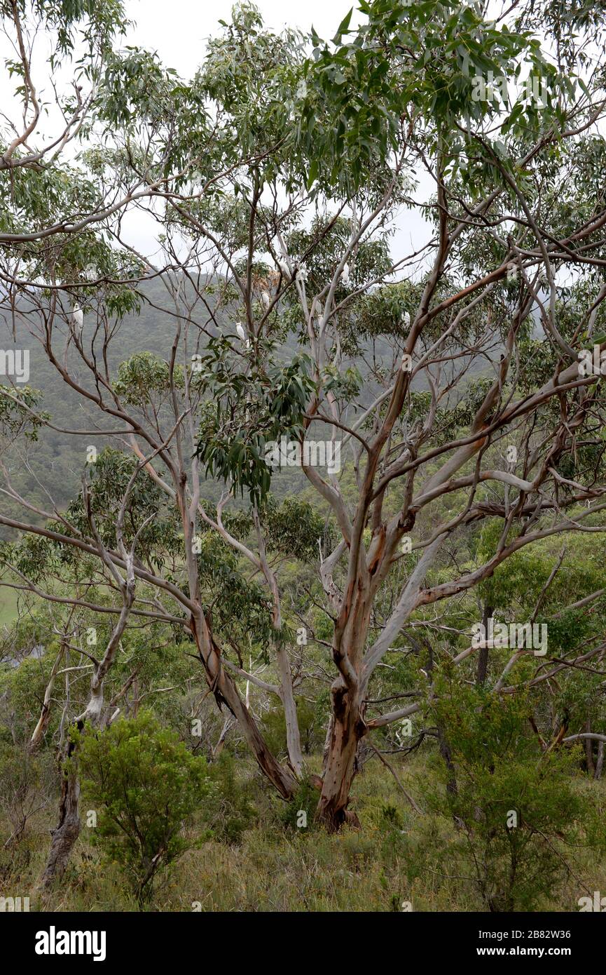 Eukalyptusbaum mit einer Menge weißer Kakadus in Victoria, Australien Stockfoto