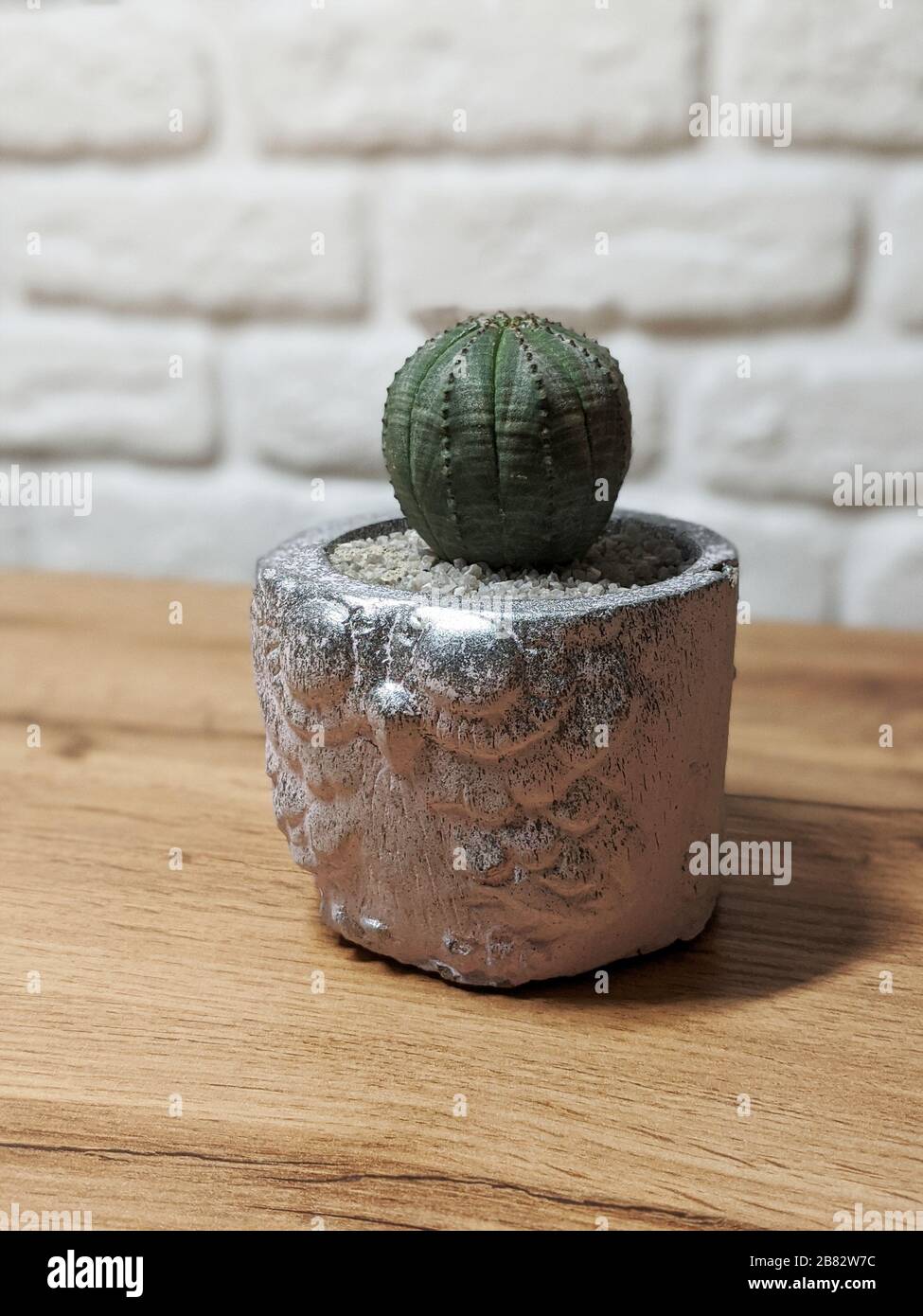 Silberner Betontopf mit Eulensilhouette und kleinem Globuskaktus auf Holztisch mit weißer Ziegelwand auf dem Hintergrund Stockfoto