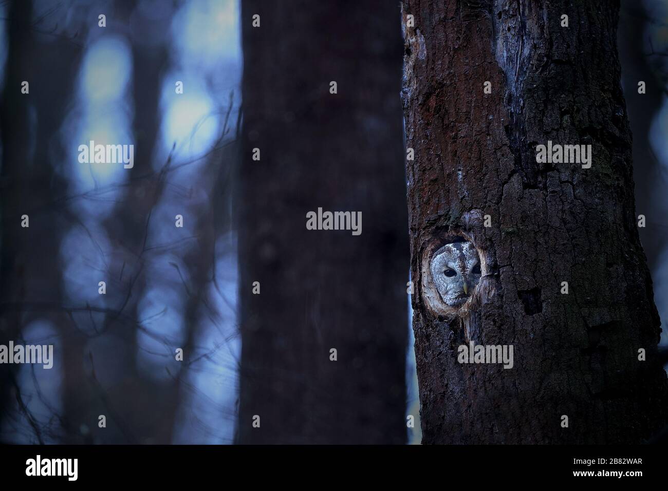 Neugierige Taubeneule, die aus einem Nisthohlraum in hohlem Baum im Wald fegen Stockfoto