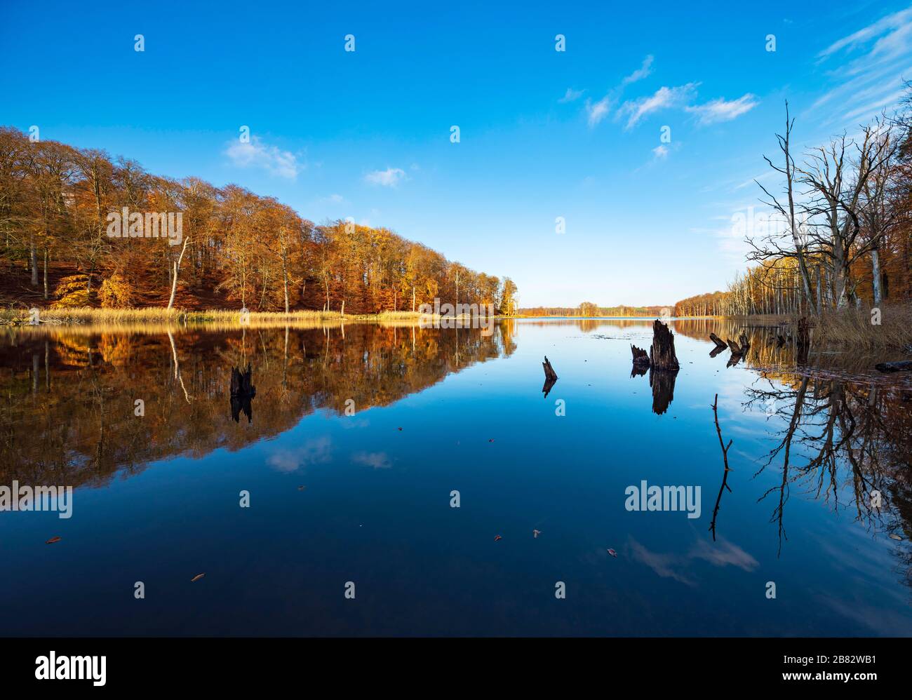 Schweingartensee im Herbst, Waldrereflektiert, Nationalpark Mueritz, Teilgebiet Serrahn, Mecklenburg-Vorpommern, Deutschland Stockfoto