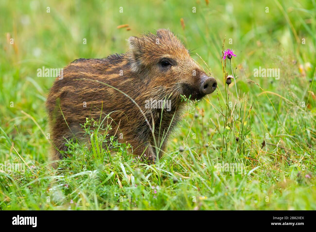 Wunderschönes Wildschwein-Ferkel, das im Frühjahr mit einer Schnauze auf der Wiese mit grünem Gras schnüffelt Stockfoto