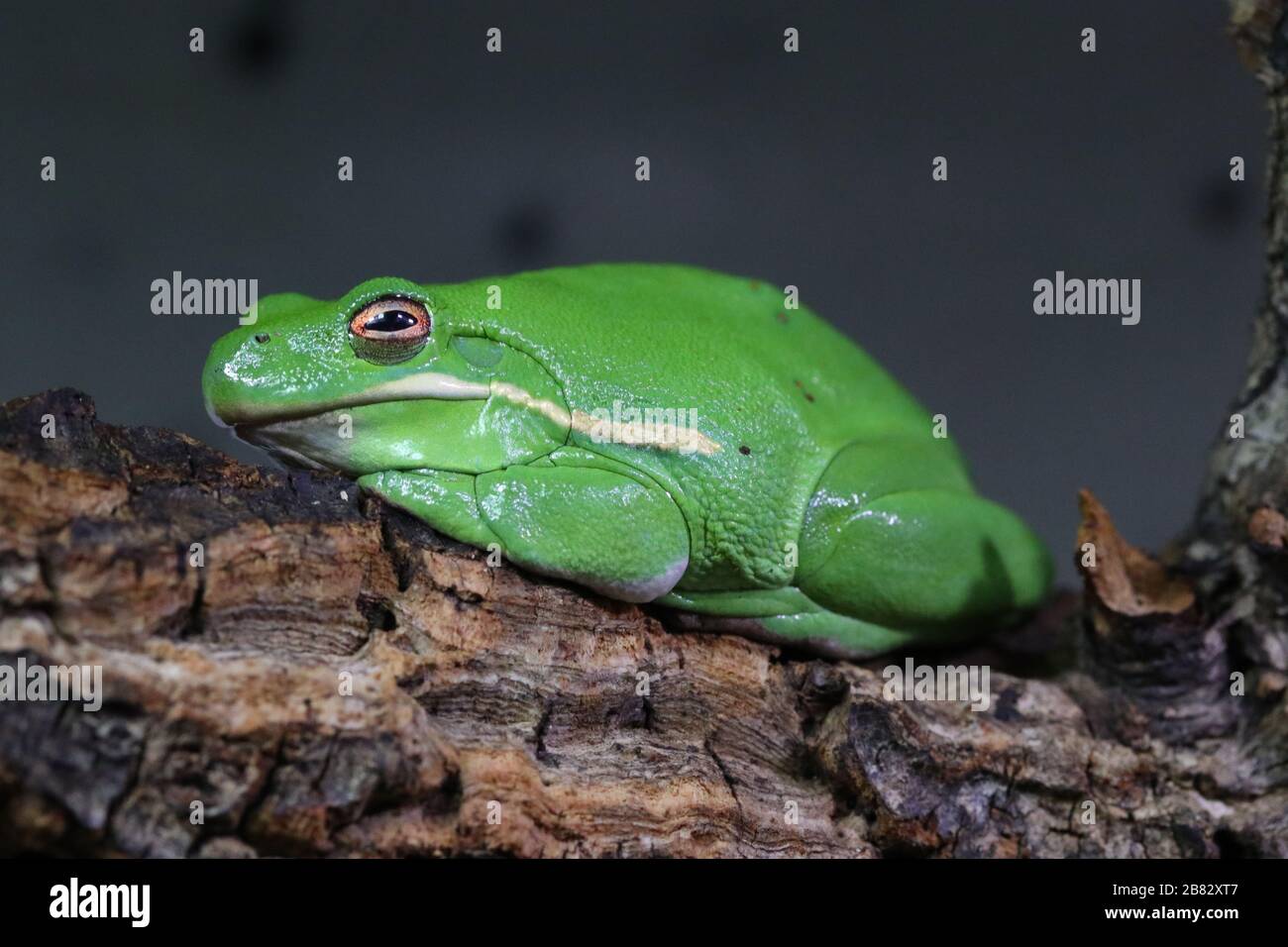 Green Tree Frog Stockfoto