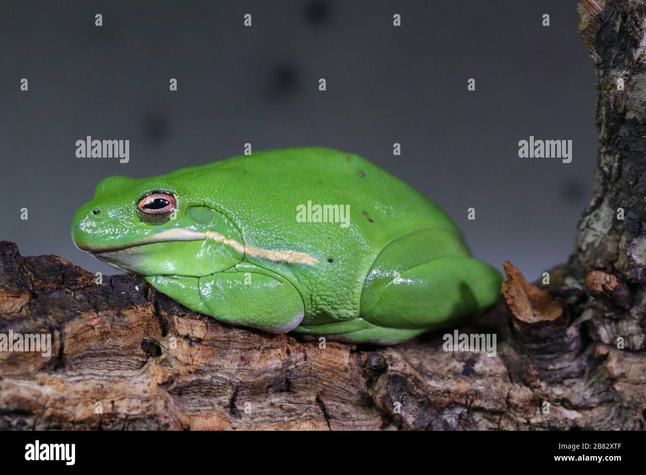 Green Tree Frog Stockfoto