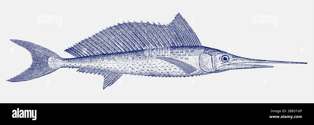 Junger Schwertfisch, xiphias Gladius, ein Fisch aus dem atlantik, pazifik und dem indischen Ozean in Seitenansicht Stock Vektor