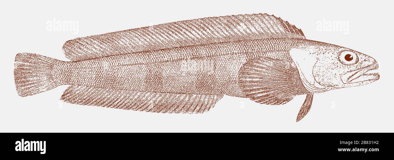 Sucher, Bathymaster signatus, ein Fisch aus dem nördlichen pazifischen Ozean in Seitenansicht Stock Vektor