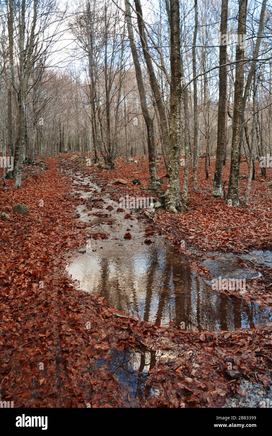 Bäume Reflexionen Stockfoto