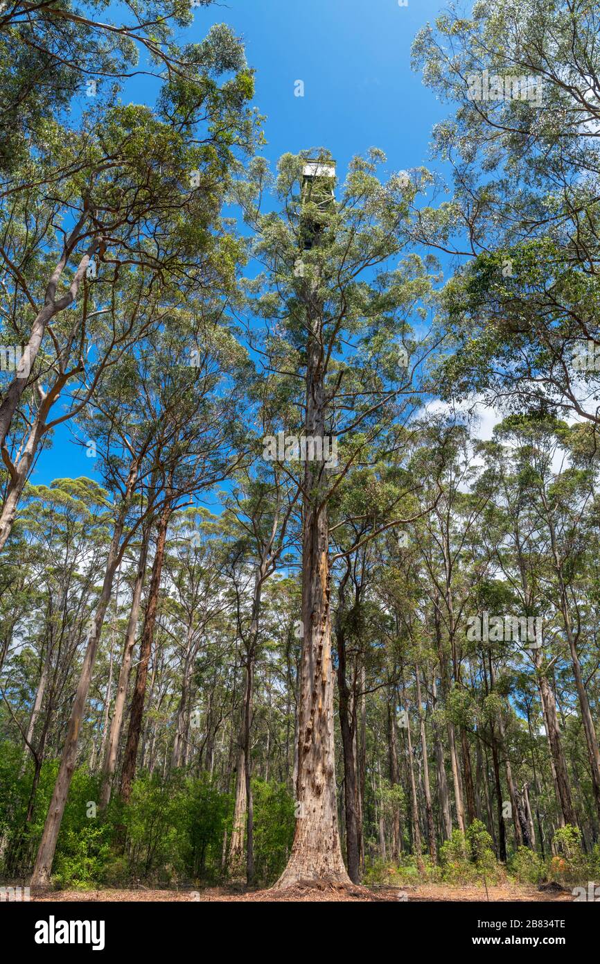 Der Diamantbaum, ein riesiger Karri Baum (Eucalyptus diversicolor), der früher als Feueraussicht diente, in der Nähe von Manjimup, Western Australia, Australien Stockfoto