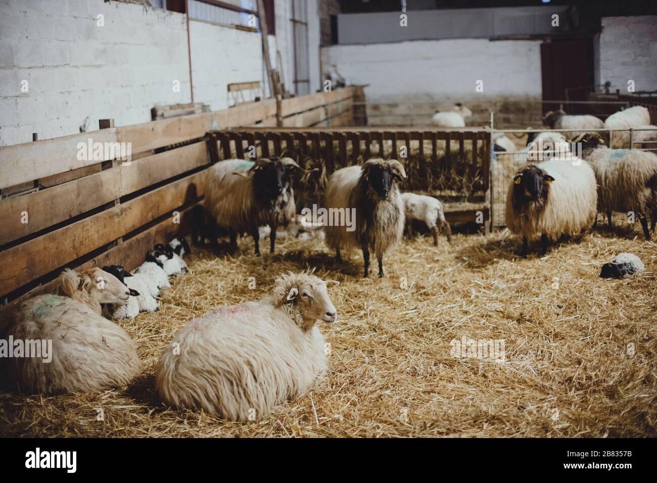 Eine familiengeführte Bio-Schafkäserei hält die Tiere während der kalten Zeit im Haus. Die Babys werden mindestens ein Jahr bei ihren Müttern aufbewahrt. Stockfoto