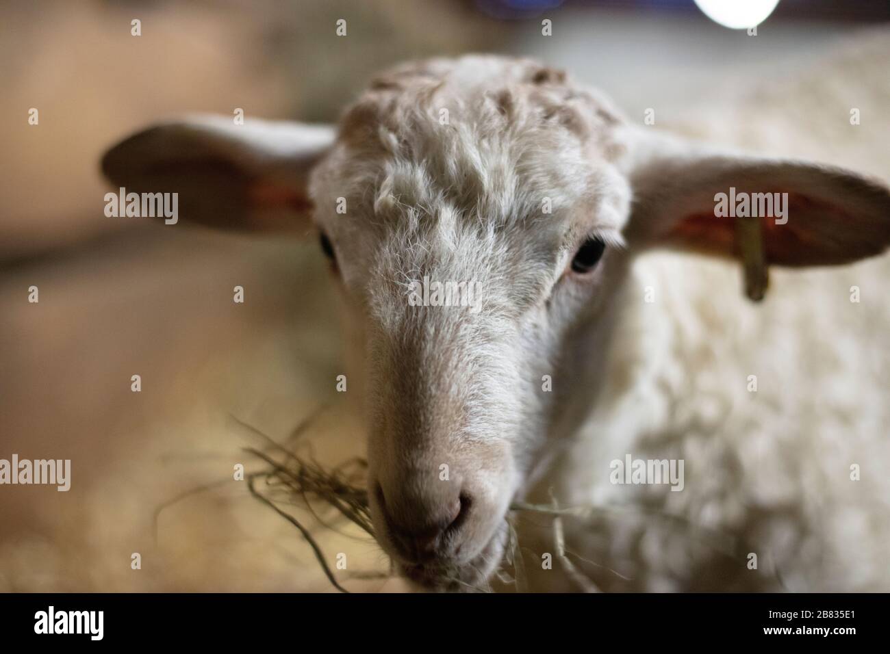 Eine familiengeführte Bio-Schafkäserei hält die Tiere während der kalten Zeit im Haus. Die Babys werden mindestens ein Jahr bei ihren Müttern aufbewahrt. Stockfoto