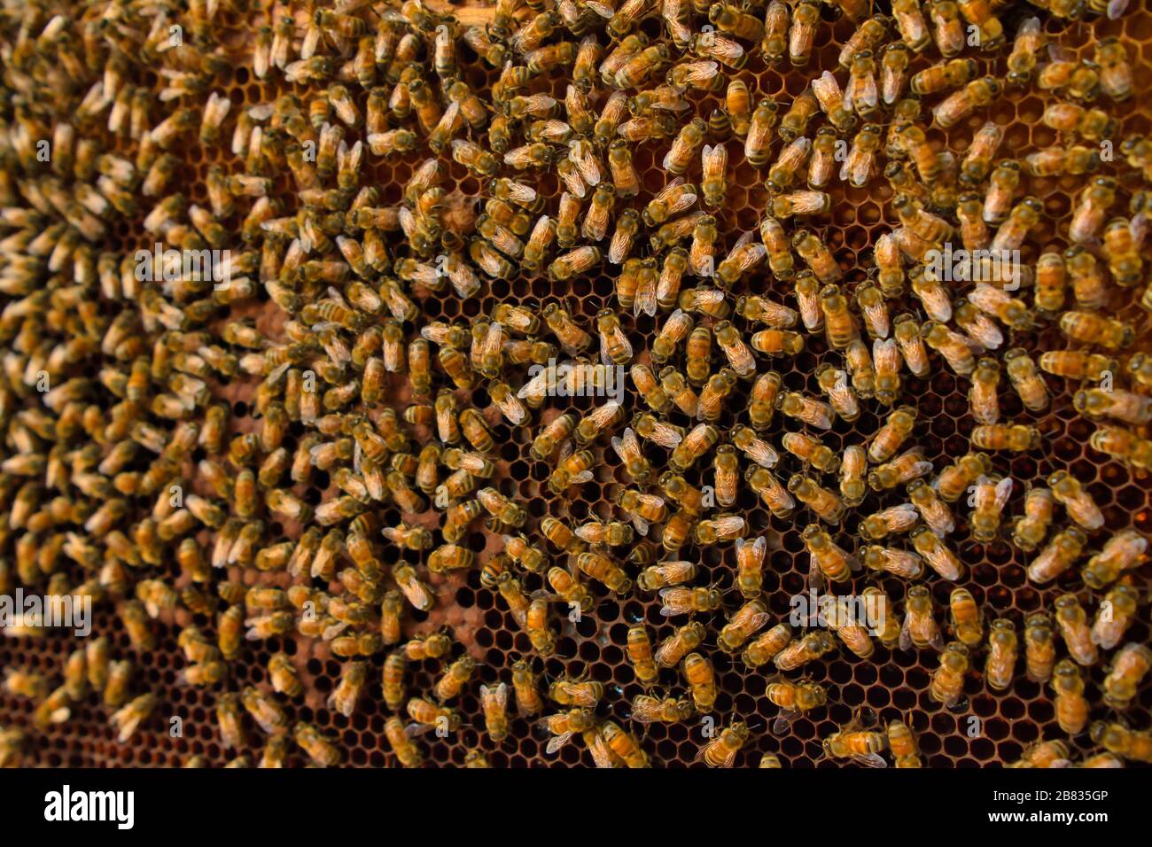 Nahaufnahme von Bienen auf Wabe in Apiary. Stockfoto