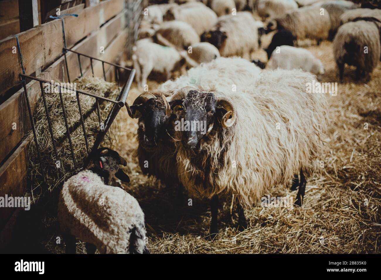 Eine familiengeführte Bio-Schafkäserei hält die Tiere während der kalten Zeit im Haus. Die Babys werden mindestens ein Jahr bei ihren Müttern aufbewahrt. Stockfoto