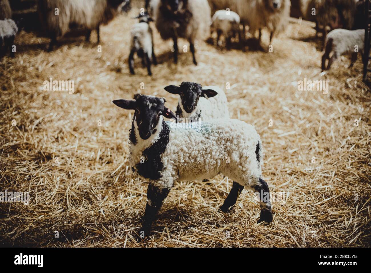 Eine familiengeführte Bio-Schafkäserei hält die Tiere während der kalten Zeit im Haus. Die Babys werden mindestens ein Jahr bei ihren Müttern aufbewahrt. Stockfoto