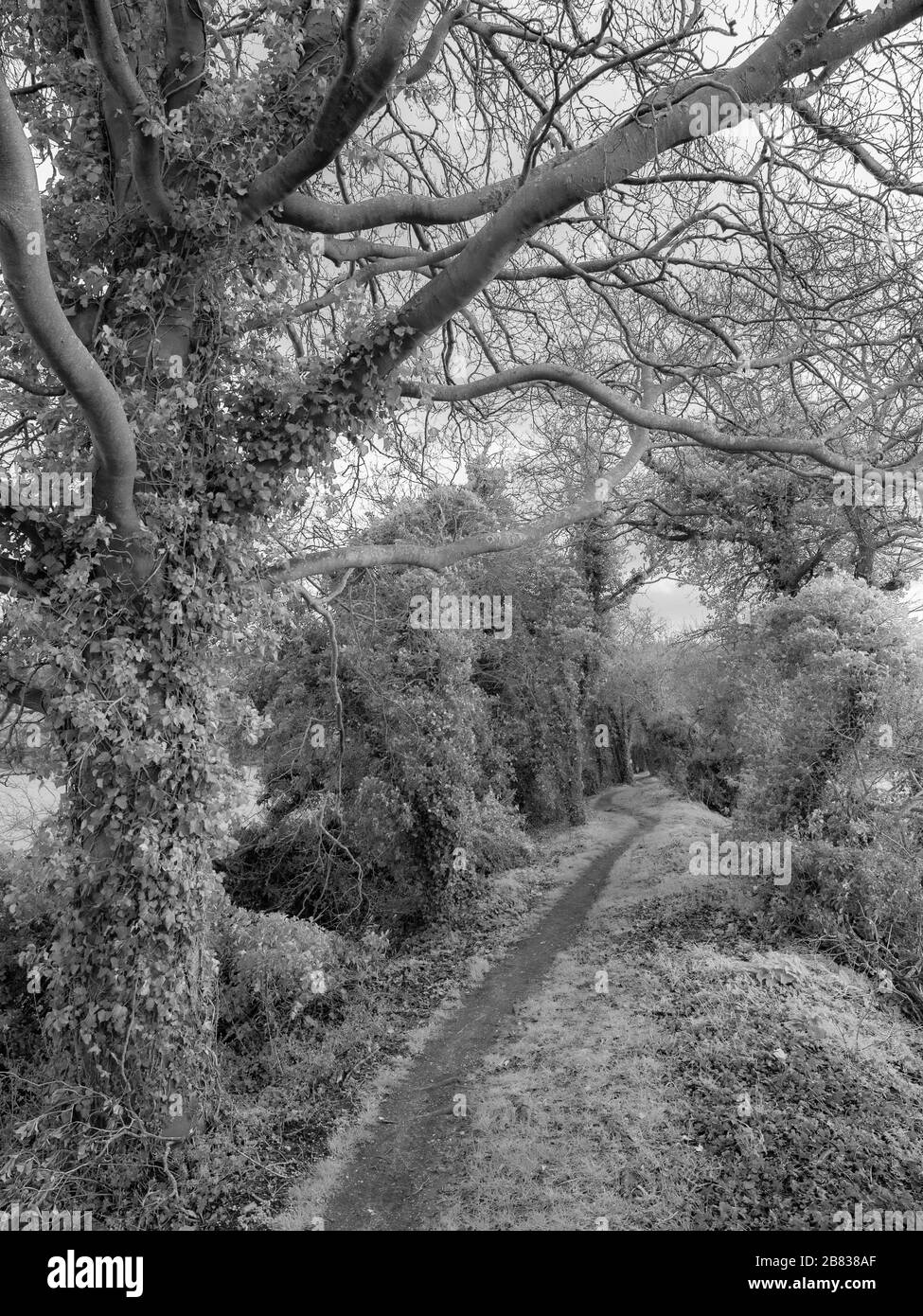 Black and White Ancient Earthworks, Landscape, Grims Ditch, Nettlebed, Oxfordshire, England, Großbritannien, GB. Stockfoto