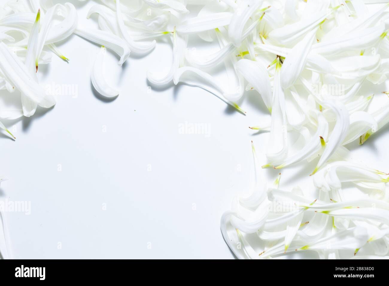 Leerer weißer Raum mit weißen Kronblättern, romantischem Hintergrund und Platz für Text Stockfoto