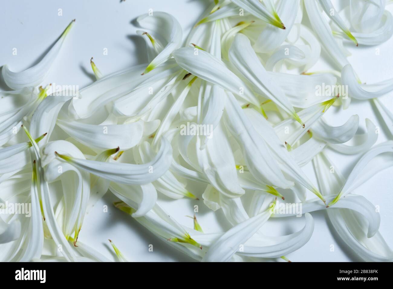 Leerer weißer Raum mit weißen Kronblättern, romantischem Hintergrund und Platz für Text Stockfoto