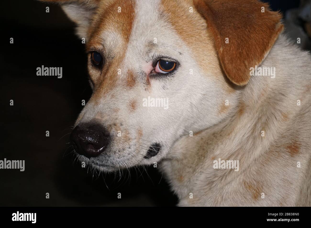 Süß aussehender indischer Pariah Dog starrte in Vergessenheit. Stockfoto