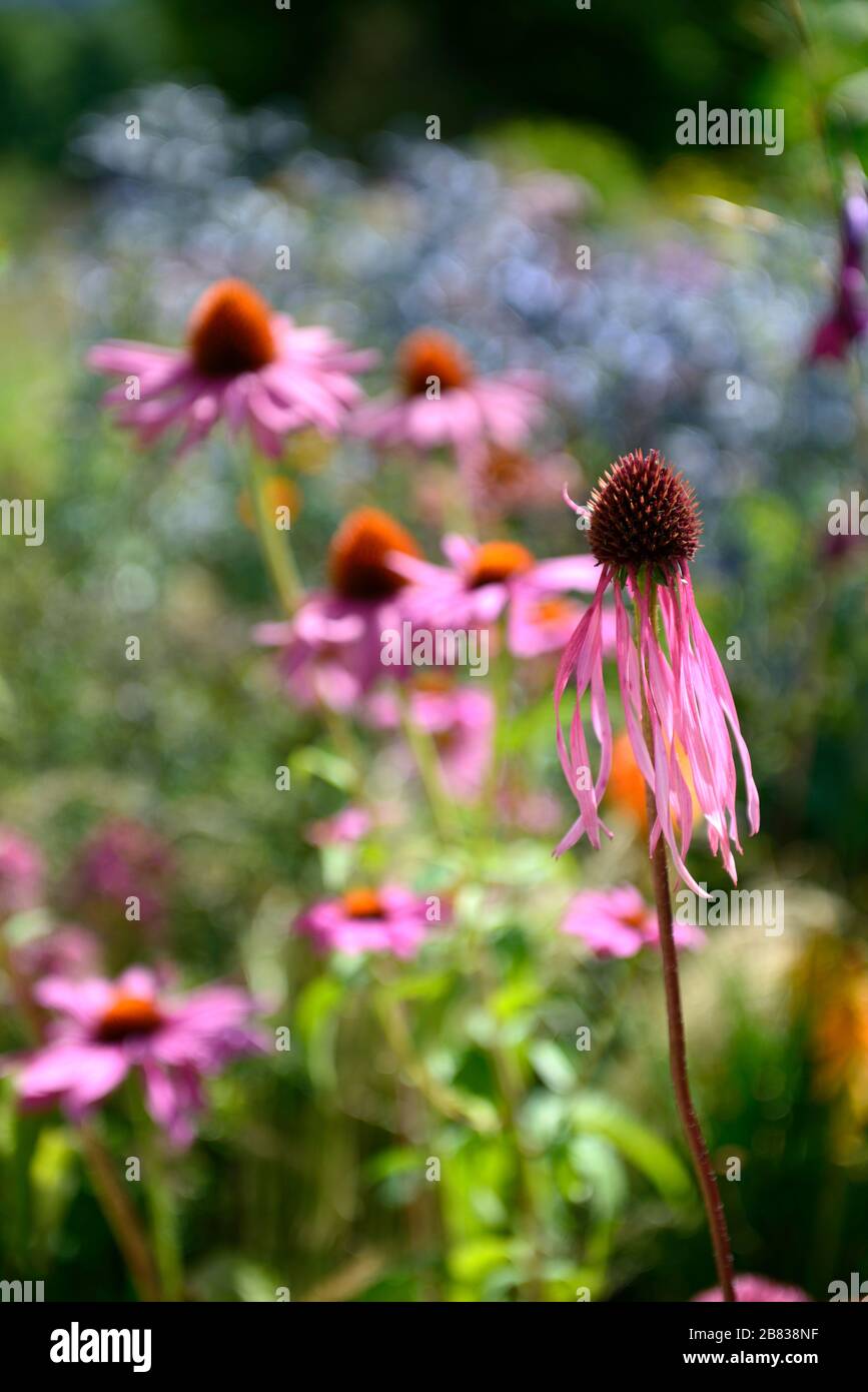 Echinacea pallida, blasslila Koneblume, Koneblumen, Blume, Blumen, Pflanzenporträts, Stauden, gemischter Rand, gemischte Pflanzkombination, RM-Blumenmuster Stockfoto