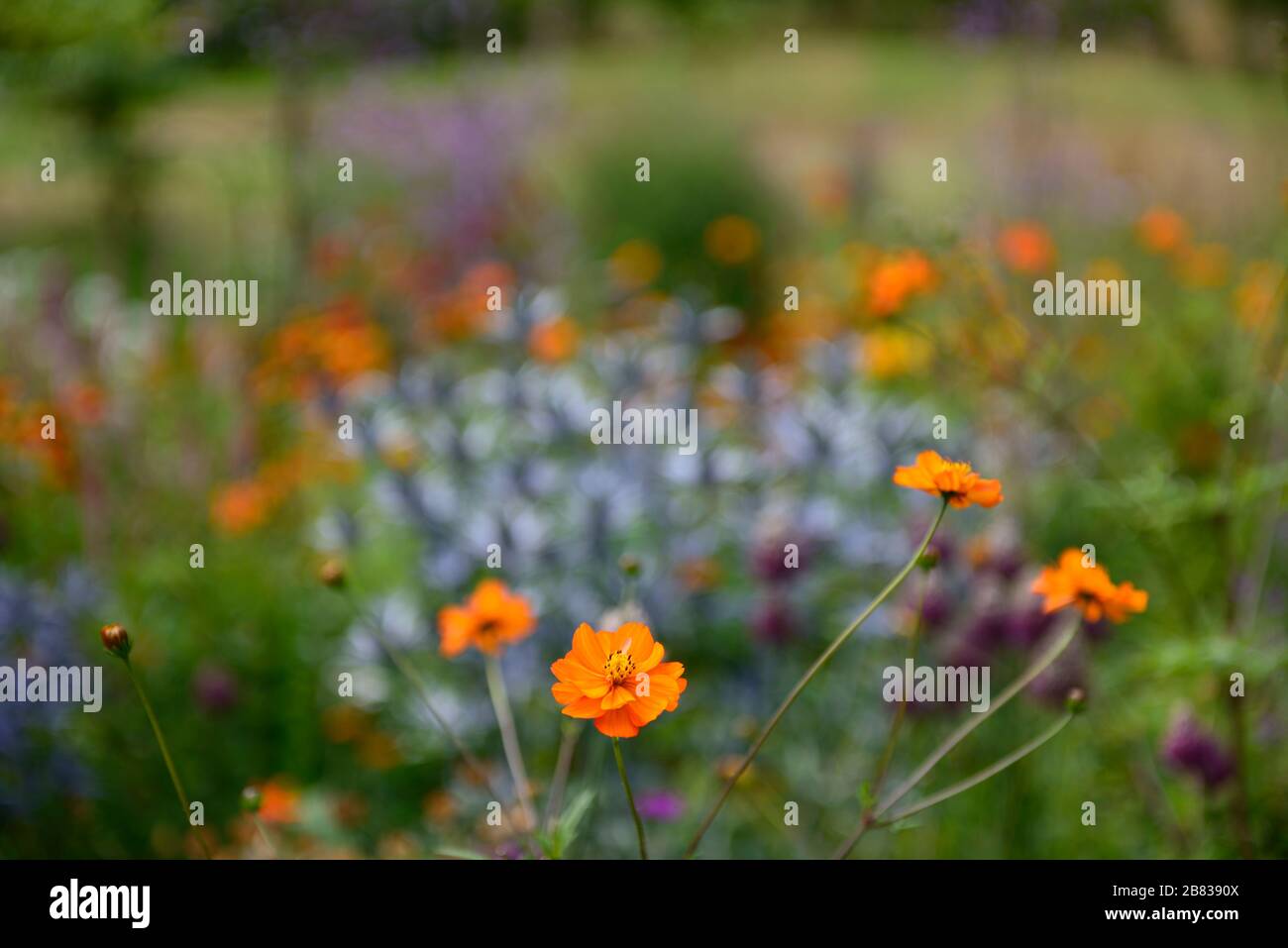 Geum Totally Tangerine, orangefarbene Blumen, blühende Stiele, Stachelspitzen, Misch, gemischt, Kombination, RM-Blumenmuster Stockfoto