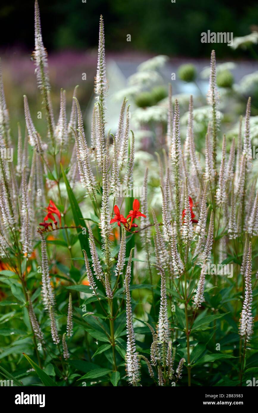 crocosmia luzifer, Veronicastrum virginicum, Culvers Wurzel, weiße Blumenspitze, Blumen, Blüte, Stiele, RM Floral Stockfoto