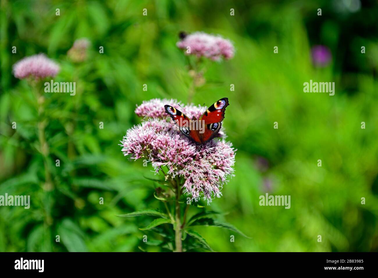 pfauenschmetterlinge ernähren sich von Eupatorium maculatum Atropurpureum Group, joe pye Weed, mauve-rosa Blumen, lila Stängel, Blumen, Blüte, insektenfreundlich, Stockfoto