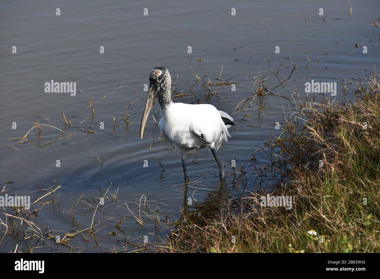 Wood Stork (Mycteria anericana) in Bradenton, Florida - ein großer kahlköpfiger langbeinige Watvogel Stockfoto