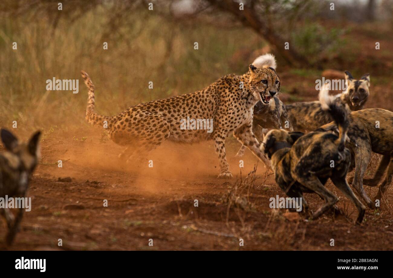 Wilde Hunde, die Gepard angreifen Stockfoto