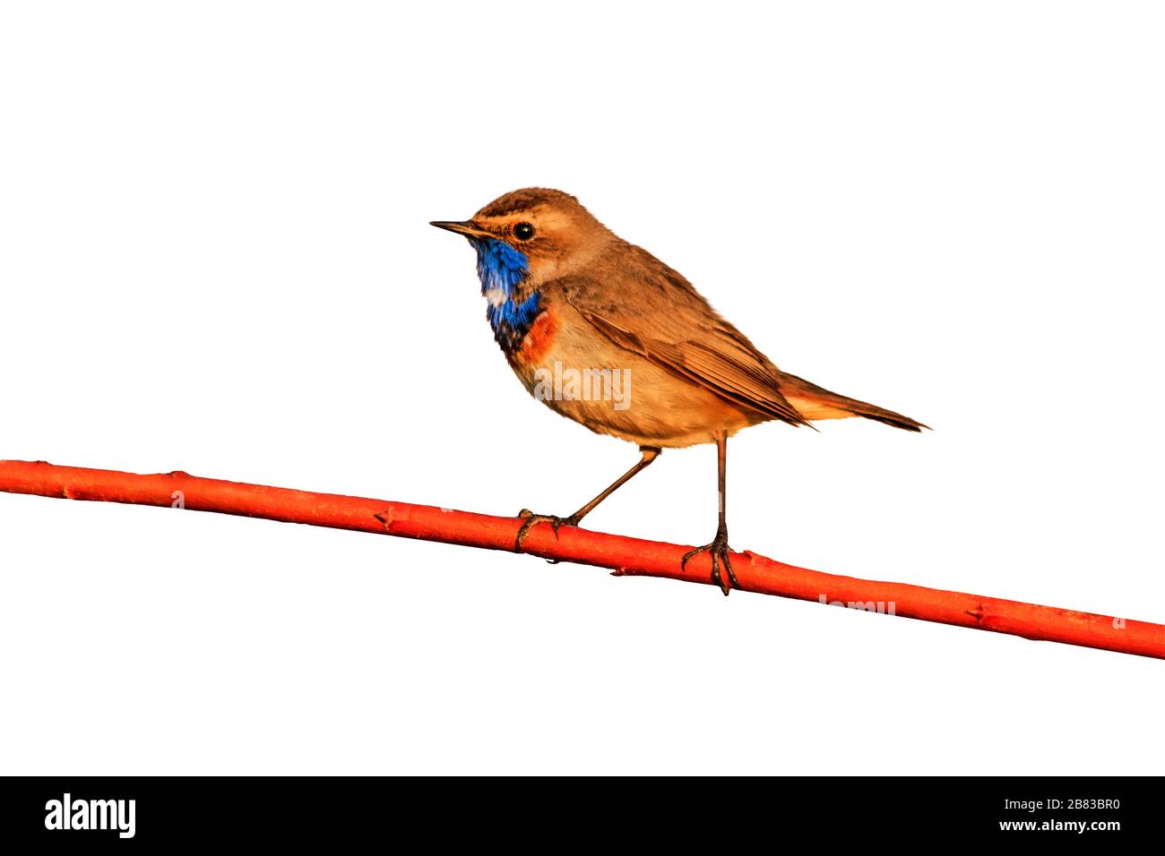 Schöne Vogelwanderungen auf einem Zweig isoliert auf weiß Stockfoto