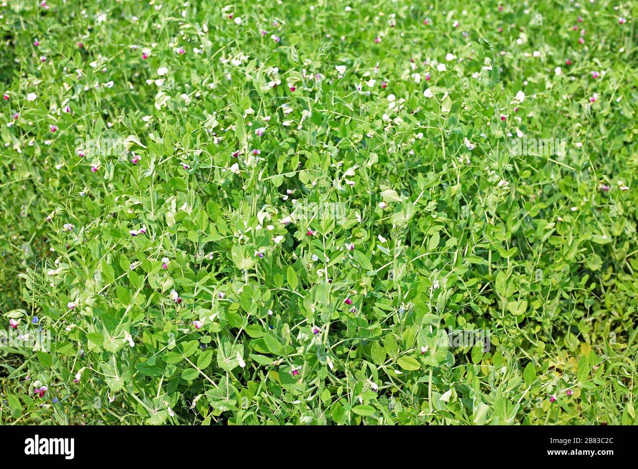 Selektiver Fokus auf frischen Bright Green pea Pods auf einer Erbse Pflanzen in einem Garten. Wachsende Erbsen im Freien und verschwommenen Hintergrund. Stockfoto