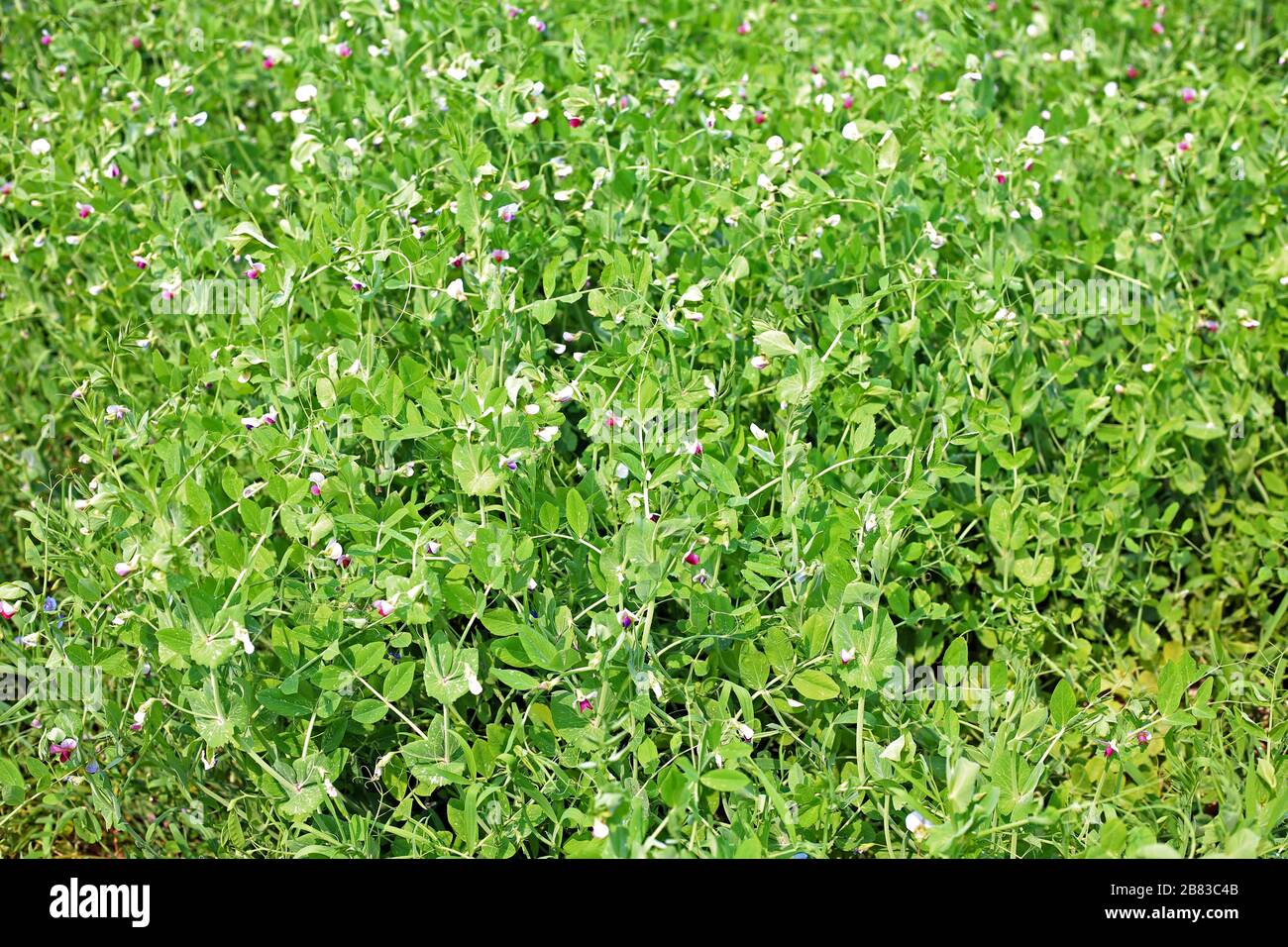 Eine Anlage mit grünen Erbsen im Garten. Nahaufnahme. Natürlicher natürlicher Hintergrund. Stockfoto