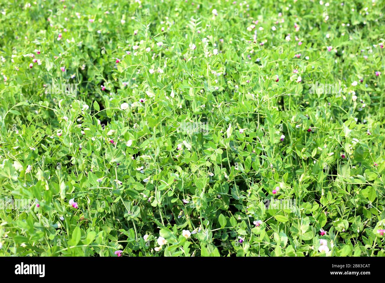 Die erbsenfelder Fotos und Bildmaterial in hoher Auflösung Alamy