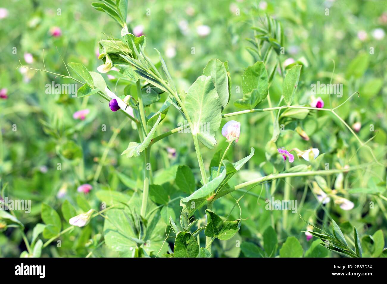 Schöne grüne Erbsen im Gemüsegarten und auf dem Feld Stockfoto