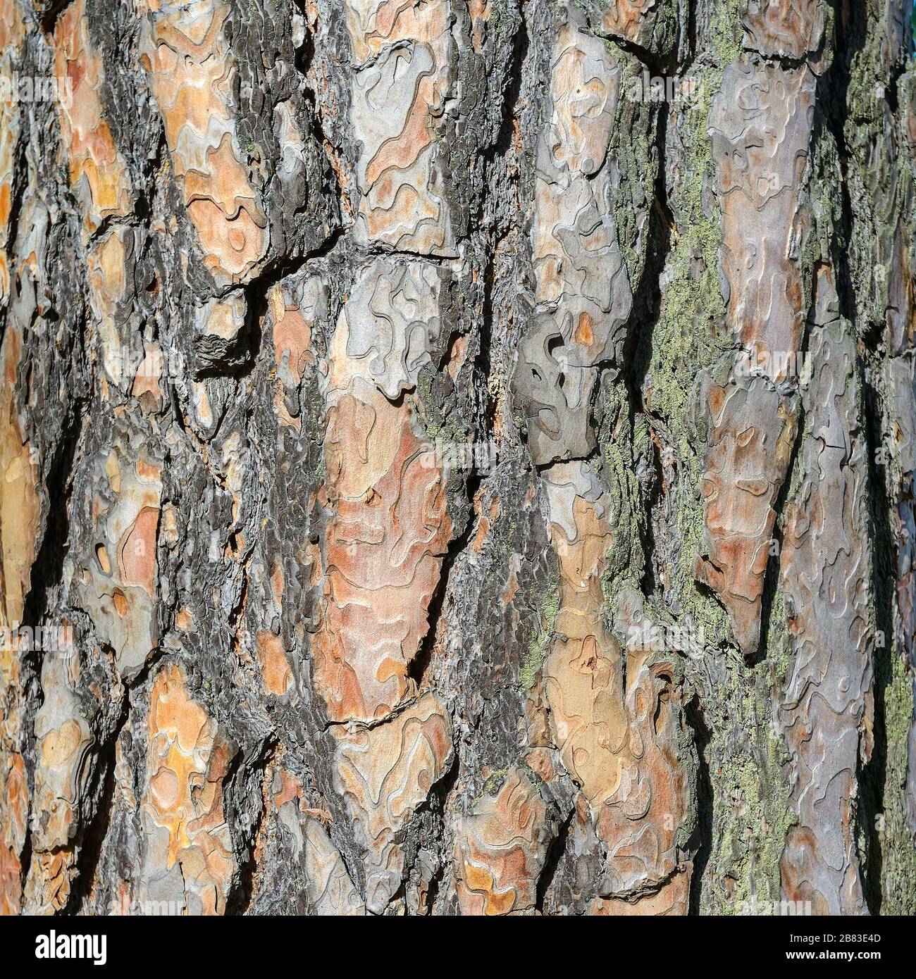 Braune Kiefernrinde. Natürlicher Hintergrund Stockfoto