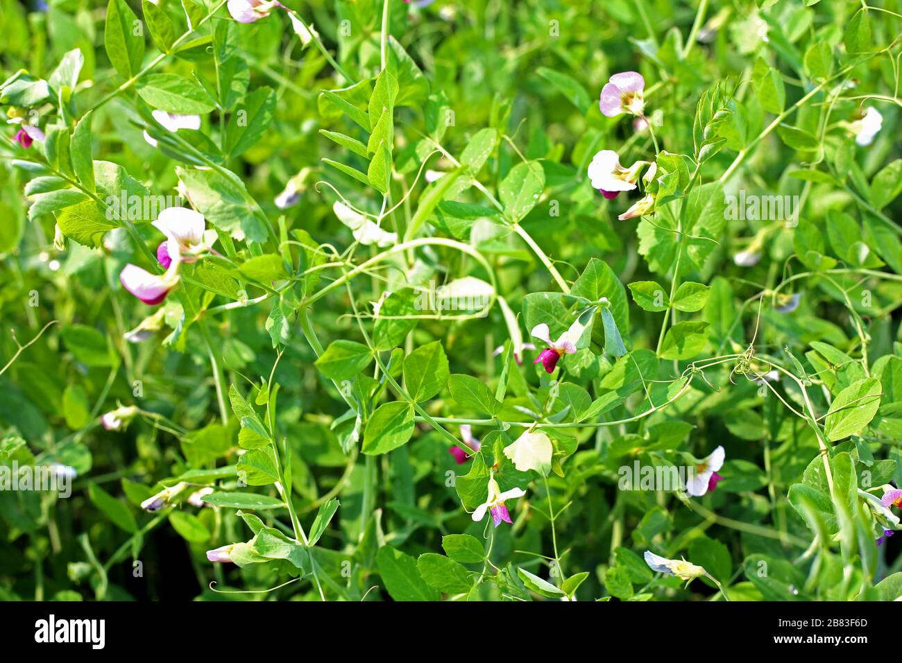 Erbsen im Garten wächst Stockfoto