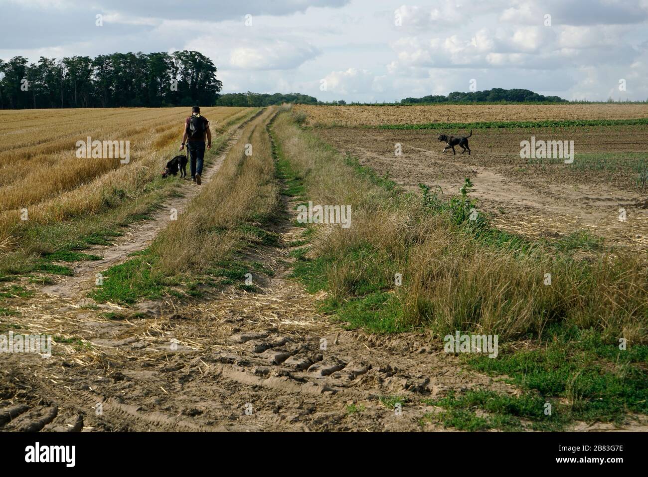 Mann mit seinen Hunden auf dem Weizenfeld von Auvers-sur-Oise.Auvers-sur-Oise.France Stockfoto