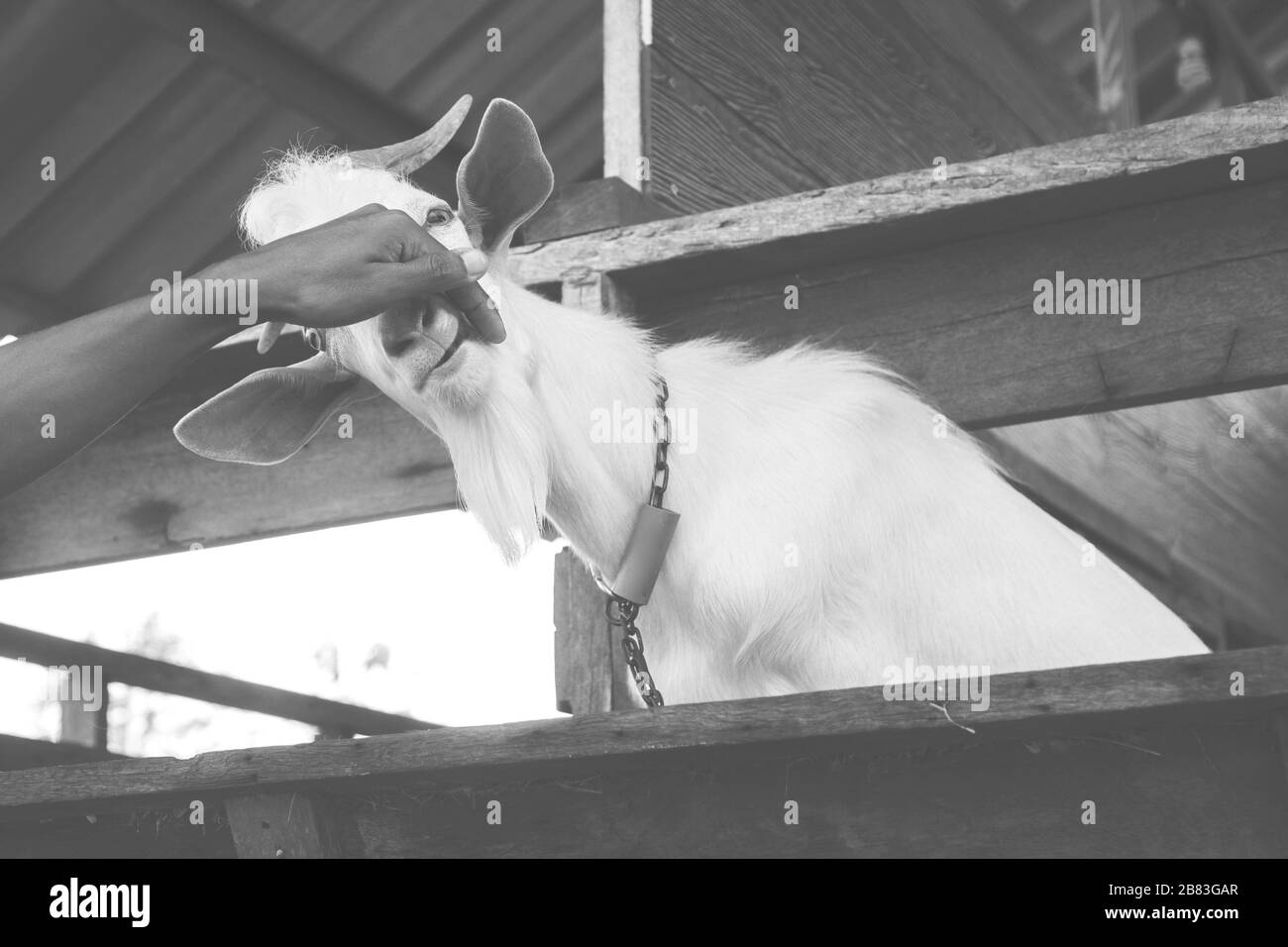 Weiße Milchziegen auf dem Bauernhof, Thailand Stockfoto