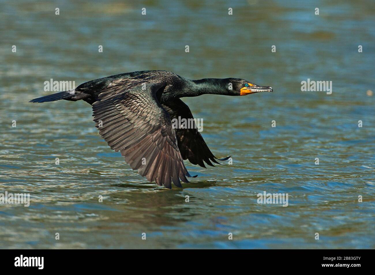 Erwachsene doppelt gekrempelt Cormoran im Flug Stockfoto