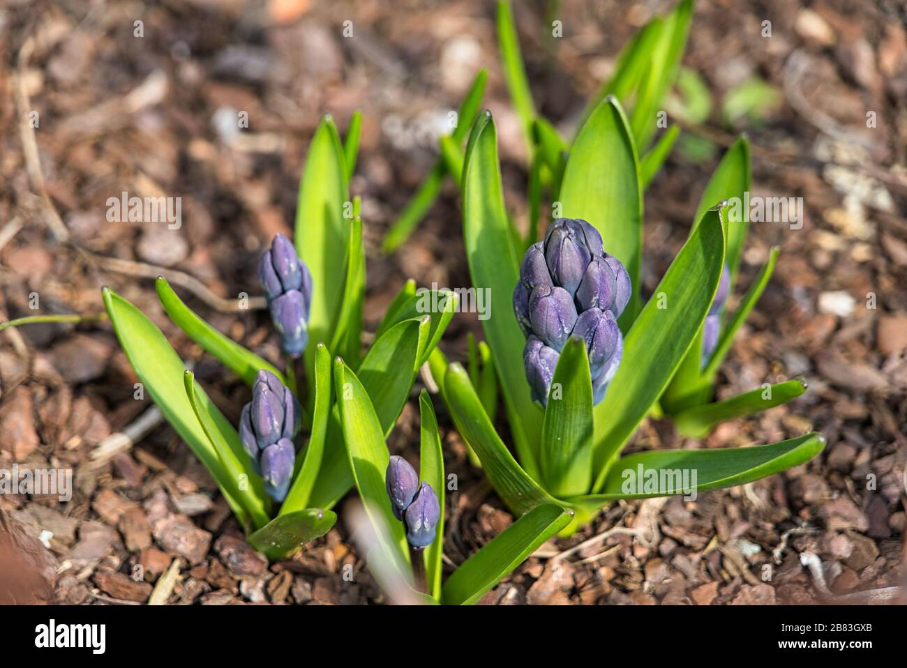 Hyazinths Hyacinthus orientalis blüht im Frühjahr Februar März April Stockfoto