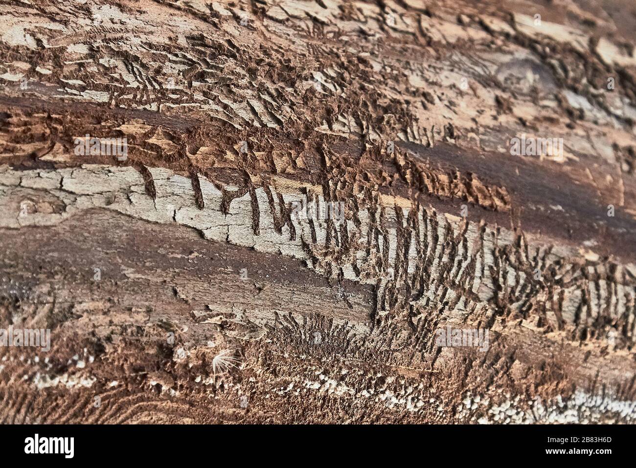 Textur der Baumrinde mit den von den Rindenkäfern überlassenen Mustern. Selektiver Fokus Stockfoto