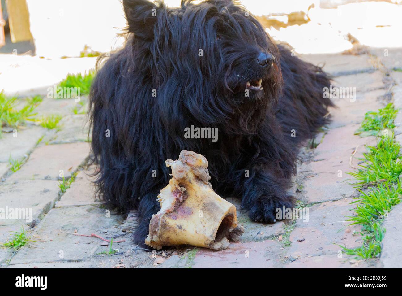 Der Hund frisst einen Wadenbein. Nahaufnahme von Hund und Knochen - Bild Stockfoto