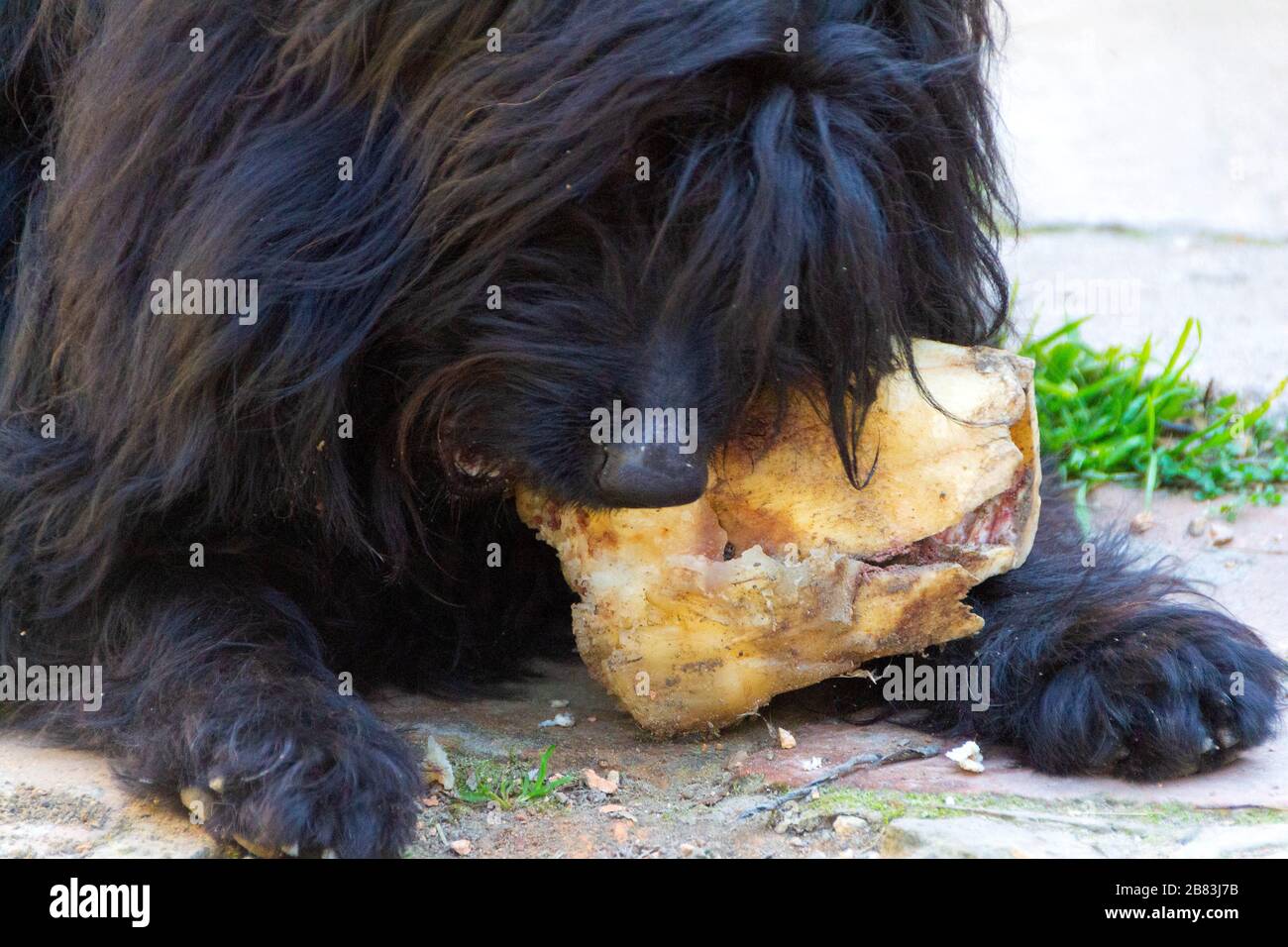 Der Hund frisst einen Wadenbein. Nahaufnahme von Hund und Knochen - Bild Stockfoto