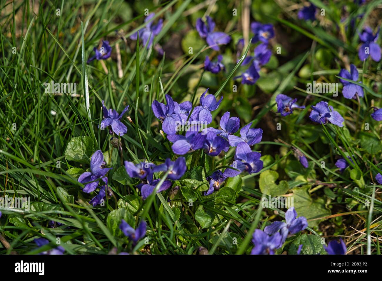 Blühende Duftvioletten Viola odorata March violetter Frühling im Februar März Stockfoto