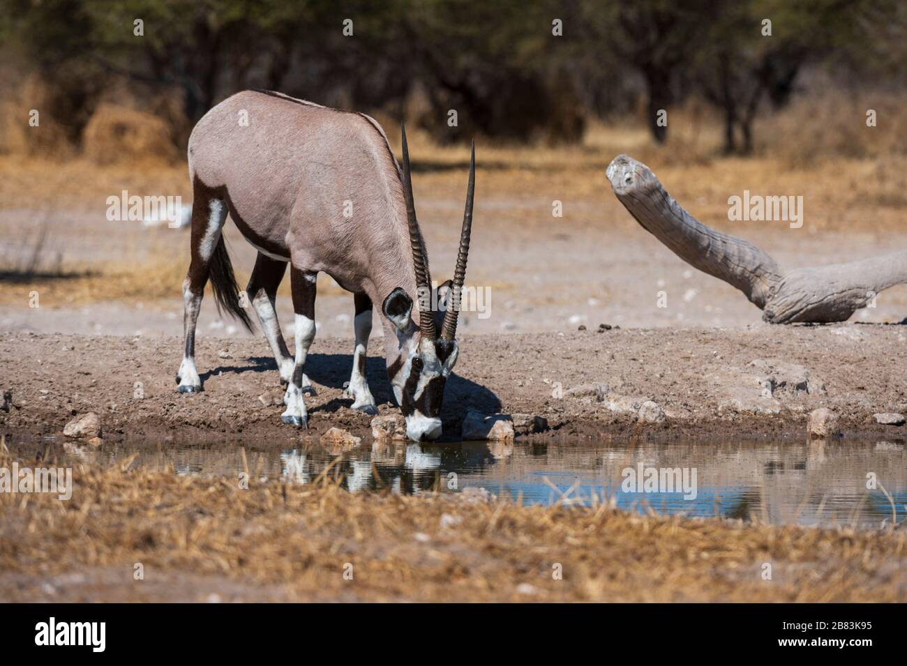 Gemsbok (Oryx gazella), Kalahari, Botswana. Stockfoto