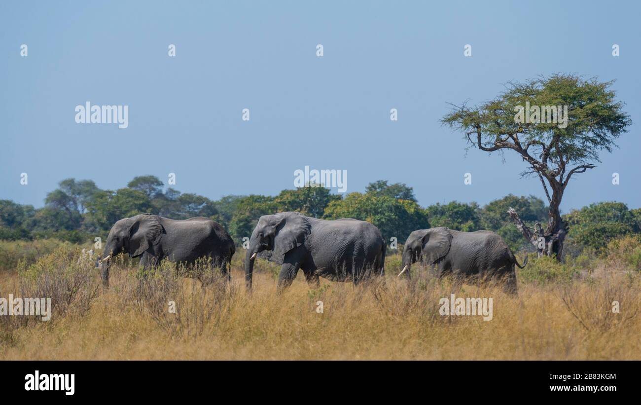 Afrikanischer Elefant (Loxodonta africana), Moremi Game Reserve, Okavango Delta, Botswana. Stockfoto