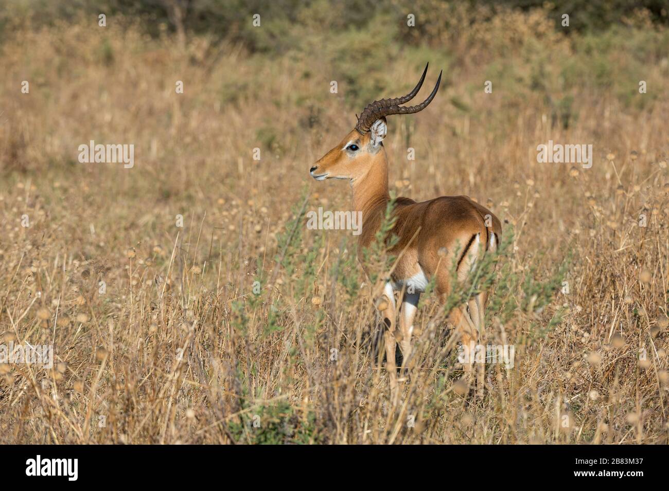 Impala (Aepyceros melampus), Savuti, Chobe National Park, Botswana. Stockfoto